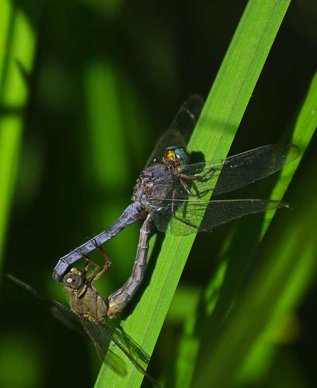 coppietta a villa pamphili - Orthetrum coerulescens
